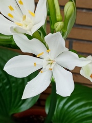 Proiphys amboinensis