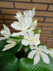 Proiphys amboinensis