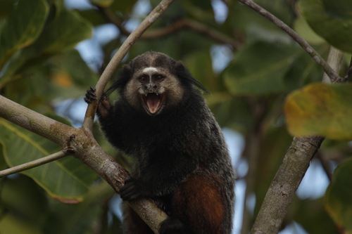 Wied's Marmoset