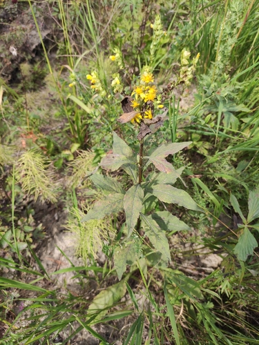 Image of Solidago dahurica by (c) Юлия, some rights reserved (CC BY)