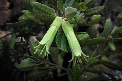 Correa glabra Lindl.