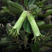 Correa glabra - Photo (c) Connor Margetts, algunos derechos reservados (CC BY), subido por Connor Margetts