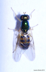 Microchrysa latifrons