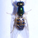 Microchrysa latifrons - Photo (c) Lauren Zárate,  זכויות יוצרים חלקיות (CC BY-NC), הועלה על ידי Lauren Zárate