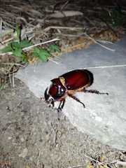 Oryctes nasicornis corniculatus