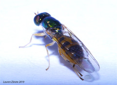Microchrysa latifrons