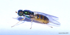 Microchrysa latifrons