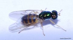 Microchrysa latifrons