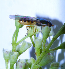Microchrysa latifrons