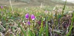 Primula frigida