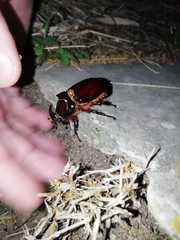 Oryctes nasicornis corniculatus