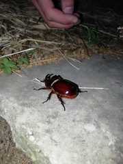 Oryctes nasicornis corniculatus