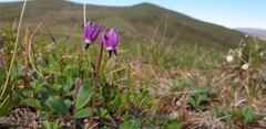 Primula frigida