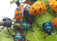 Tectocoris diophthalmus