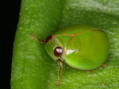 Hemisphaerius chloris