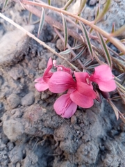 Indigofera pedunculata image