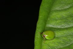 Hemisphaerius chloris