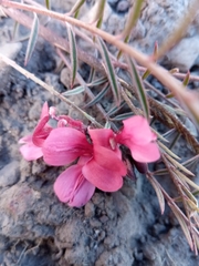 Indigofera pedunculata image