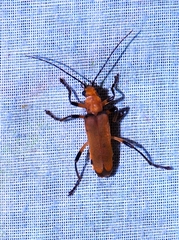 Chauliognathus cinguliventris