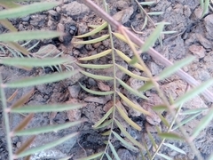 Indigofera pedunculata image