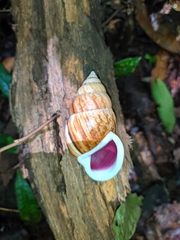 Amphidromus cambojiensis