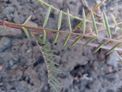 Indigofera pedunculata image