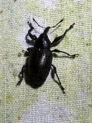 Hylobiina