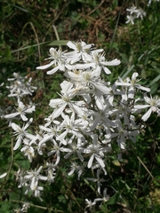 Clematis lathyrifolia