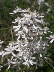 Clematis lathyrifolia