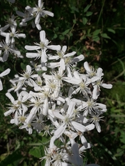 Clematis lathyrifolia