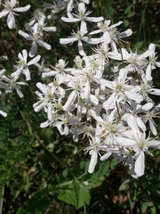 Clematis lathyrifolia