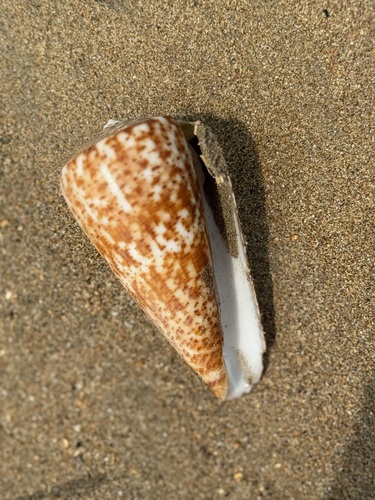 Conus pulcher observed 2024-06-29