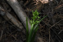 Platanthera sparsiflora