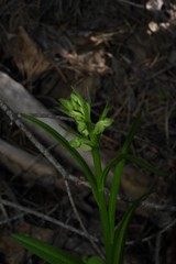 Platanthera sparsiflora