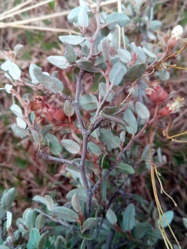 Xerochlamys bojeriana