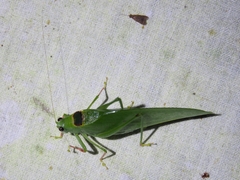 Phylloptera