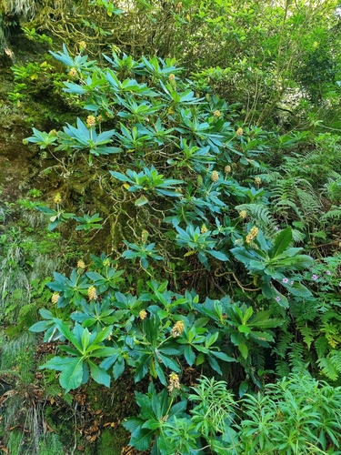 Image of Digitalis sceptrum by (c) Vítor Jorge, some rights reserved (CC BY)