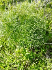 Peucedanum morisonii