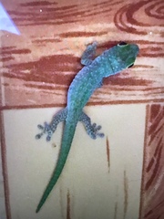 Phelsuma sundbergi longinsulae