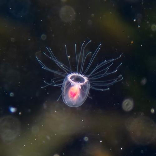 Turritopsis polycirrha