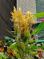 Celosia argentea plumosa