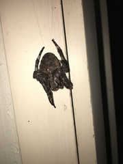 Araneus ventricosus