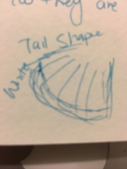 Strix