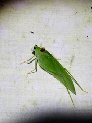 Phylloptera