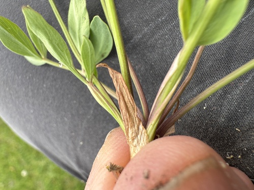 Image of Tauschia stricklandii by no rights reserved