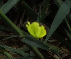 Eurema hecabe hecabe