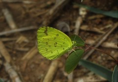 Eurema hecabe hecabe