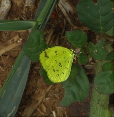 Eurema hecabe hecabe