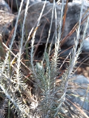 Helichrysum platycephalum