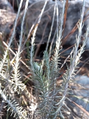 Helichrysum platycephalum